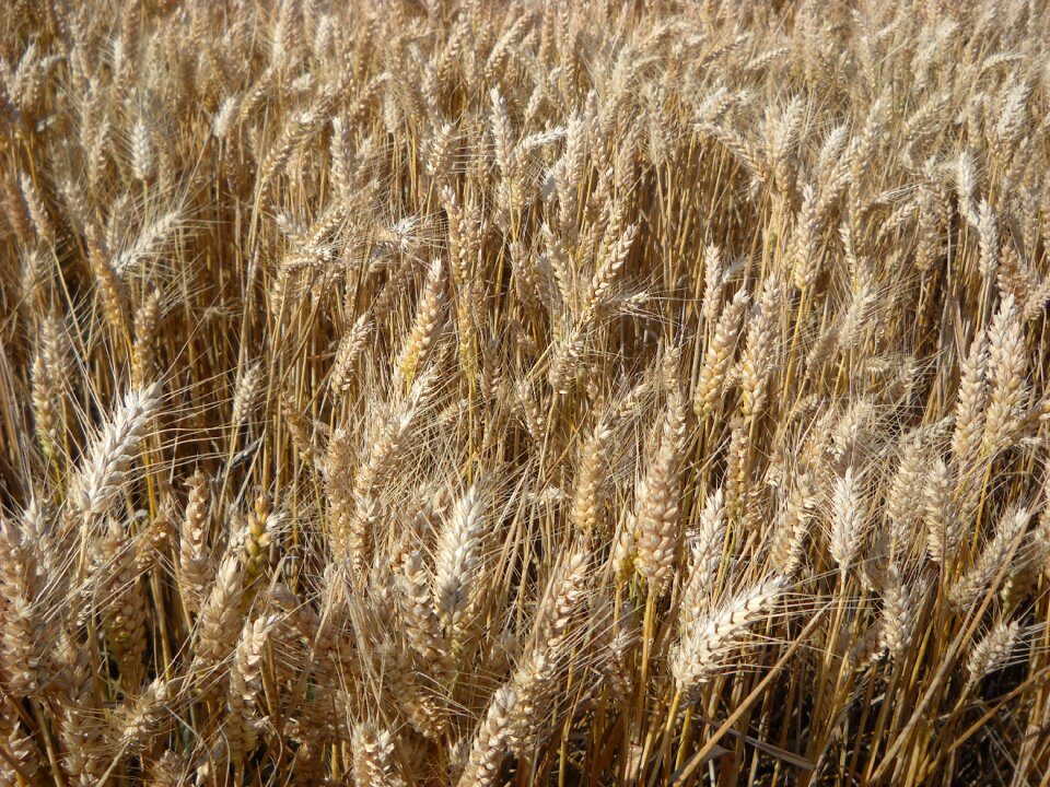 Wheat cereals agriculture