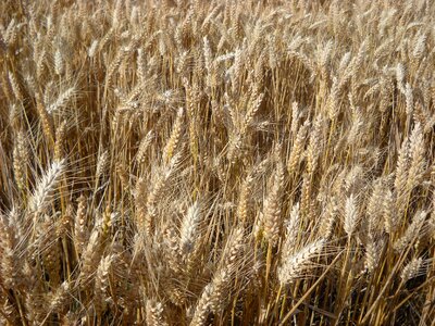 Wheat cereals agriculture