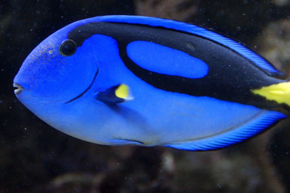 Swim aquarium meeresbewohner