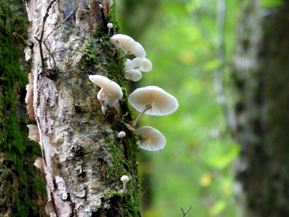 Porcelain fungus nature forest