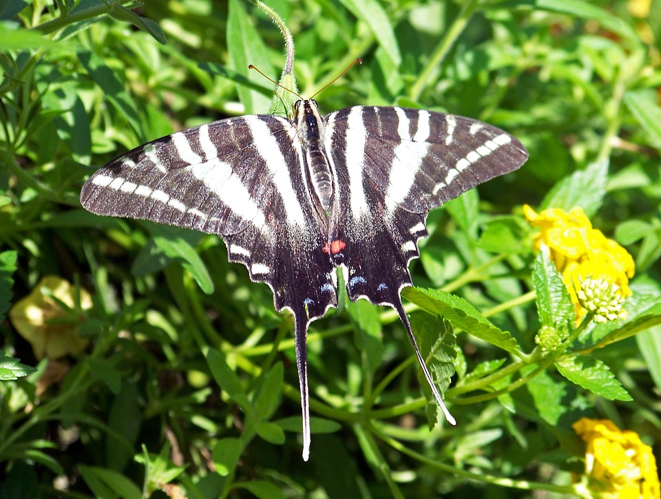 Flying insect sail swallowtail