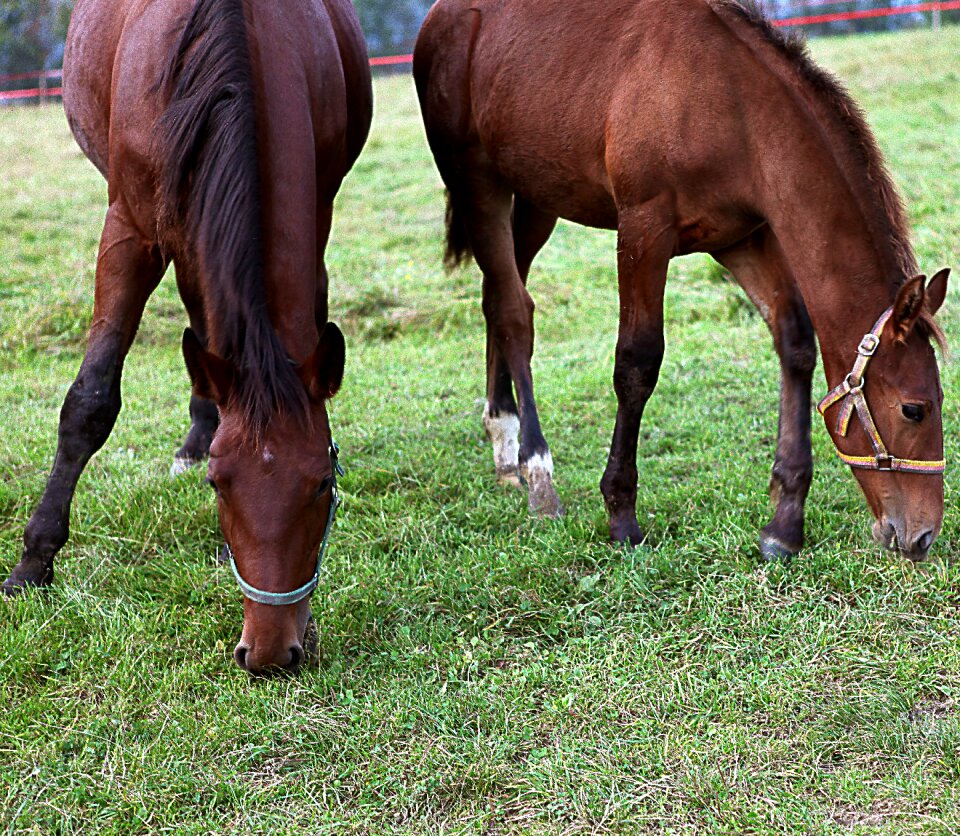 The head of a horse bridle halter