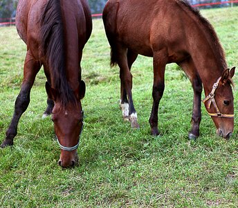 The head of a horse bridle halter photo