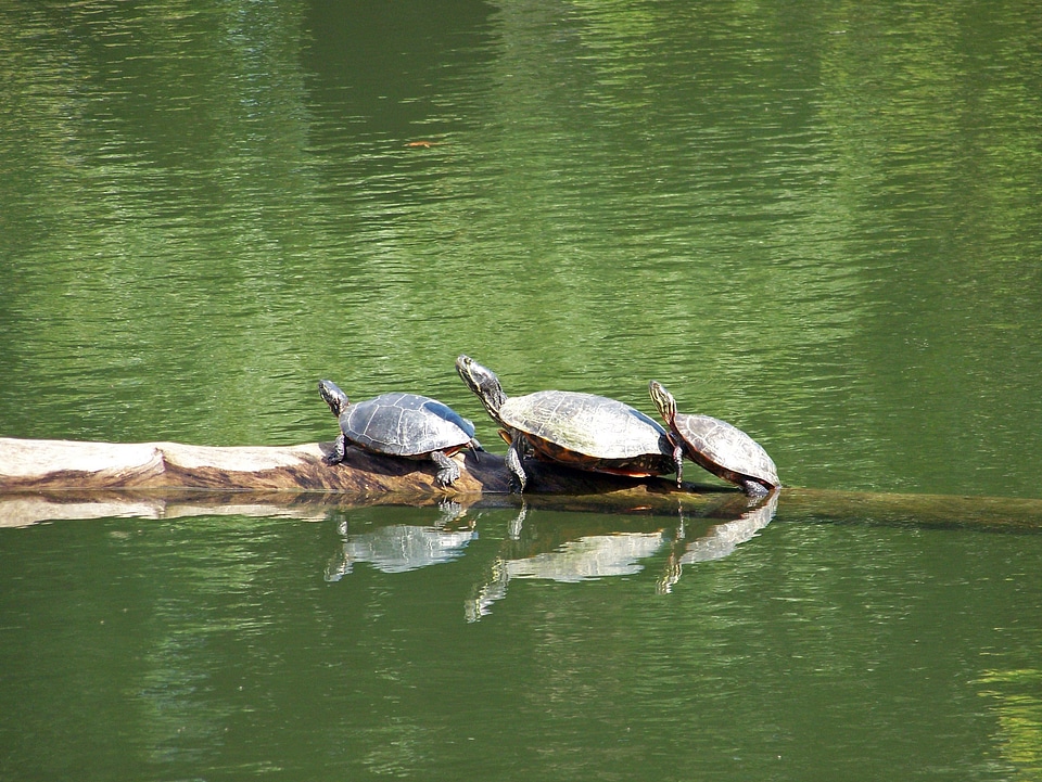Reptile water pond