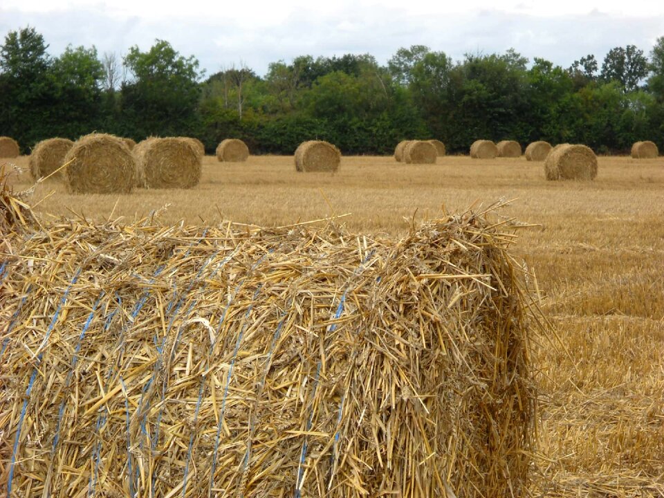 Straw harvest agriculture