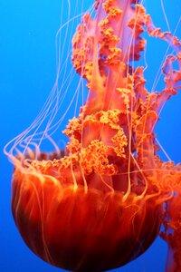 Ocean jelly fish photo