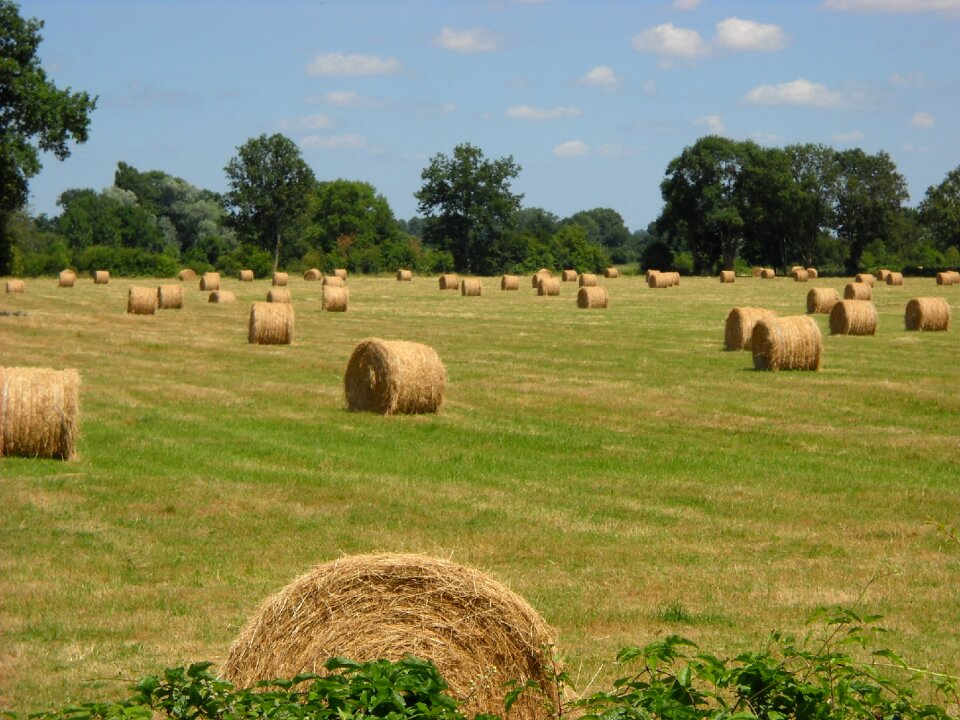 Harvest haying field