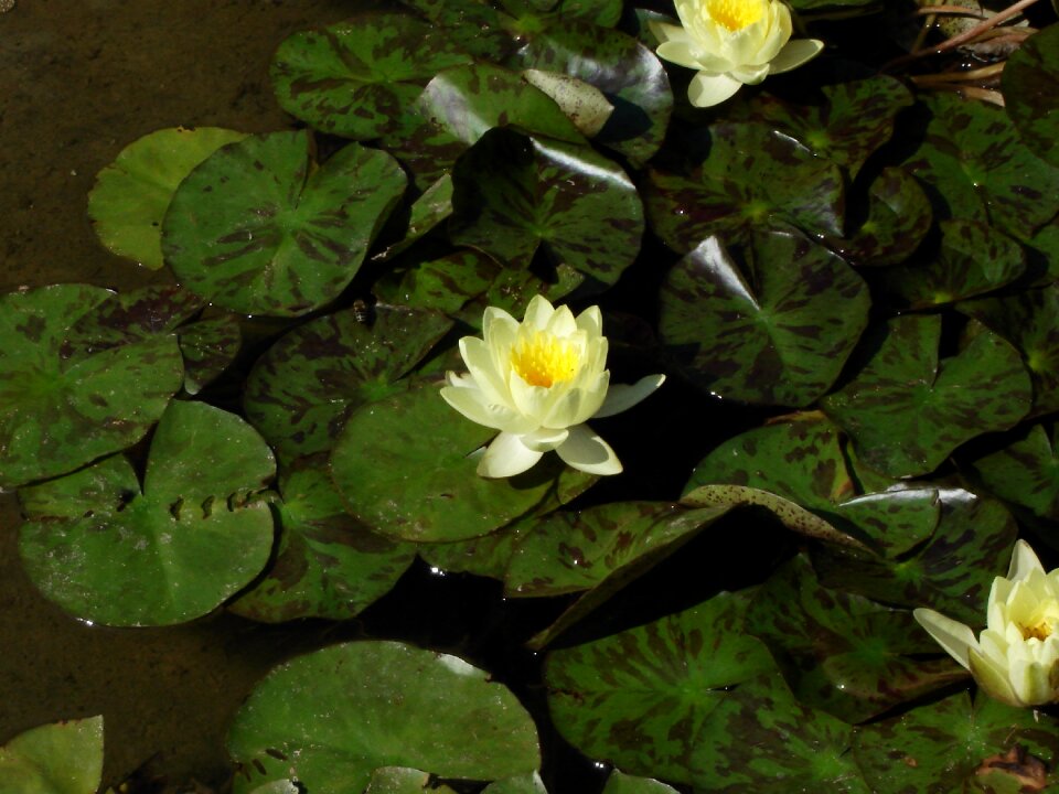 Pond blossom white