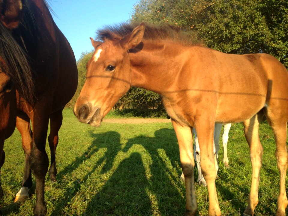 Colt horse animals