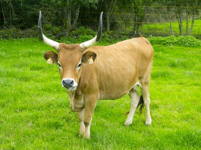 Cow livestock green