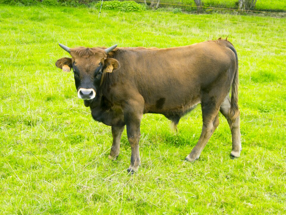 Livestock animals calf