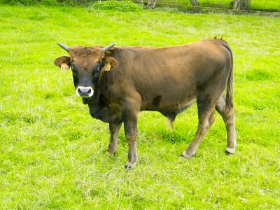Livestock animals calf photo