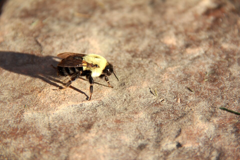 Nature fly yellow photo