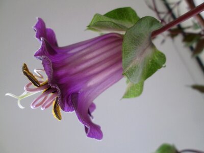 Bloom purple nature