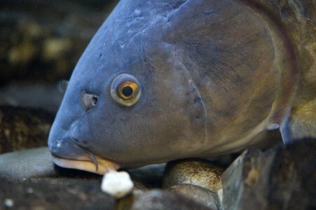 River freshwater freshwater fish