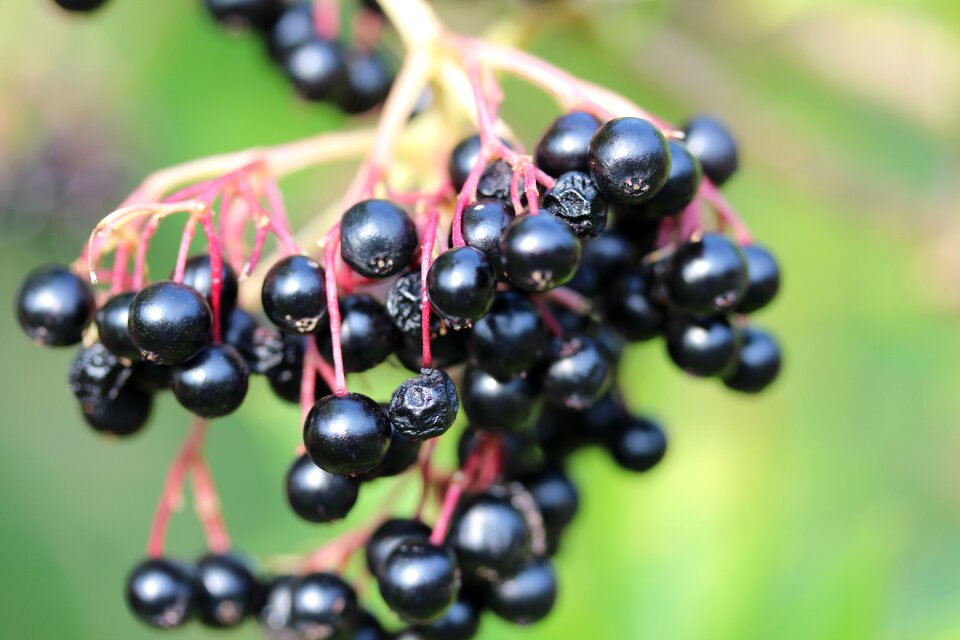 Black elderberry bush vitamins