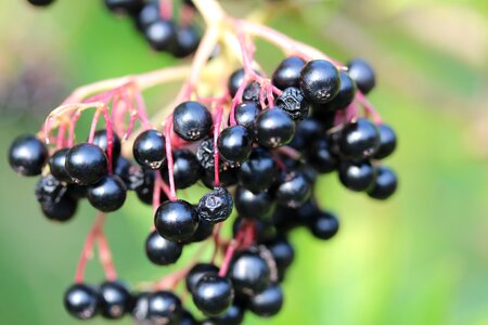 Black elderberry bush vitamins