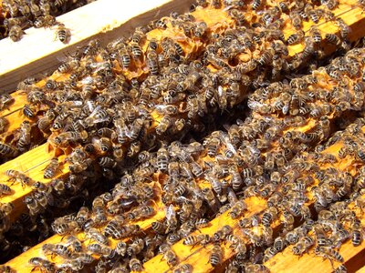 Honey busy honeybees