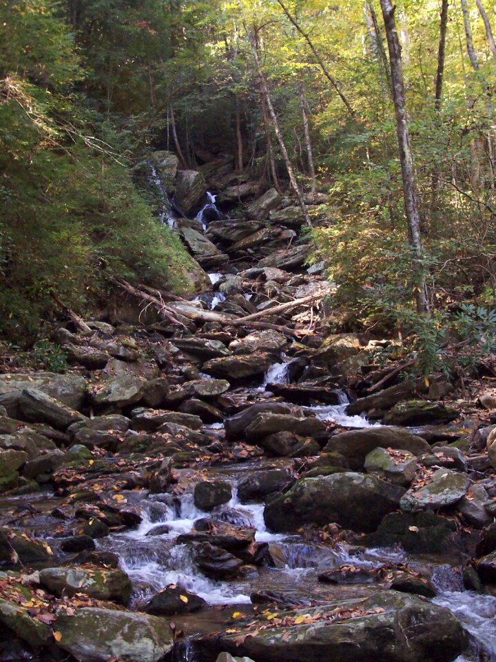 Stream forest