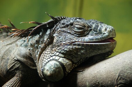 Relaxation lizard reptile photo