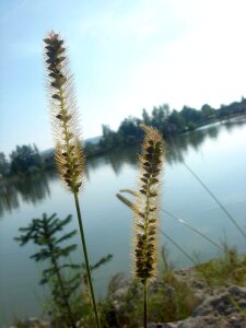 Pond surface view