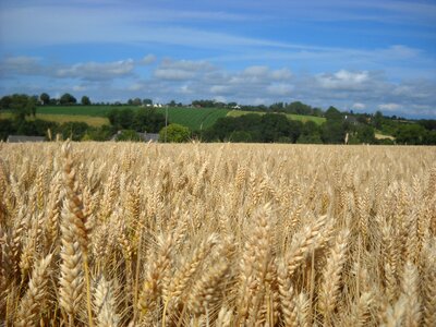 Field epi wheat