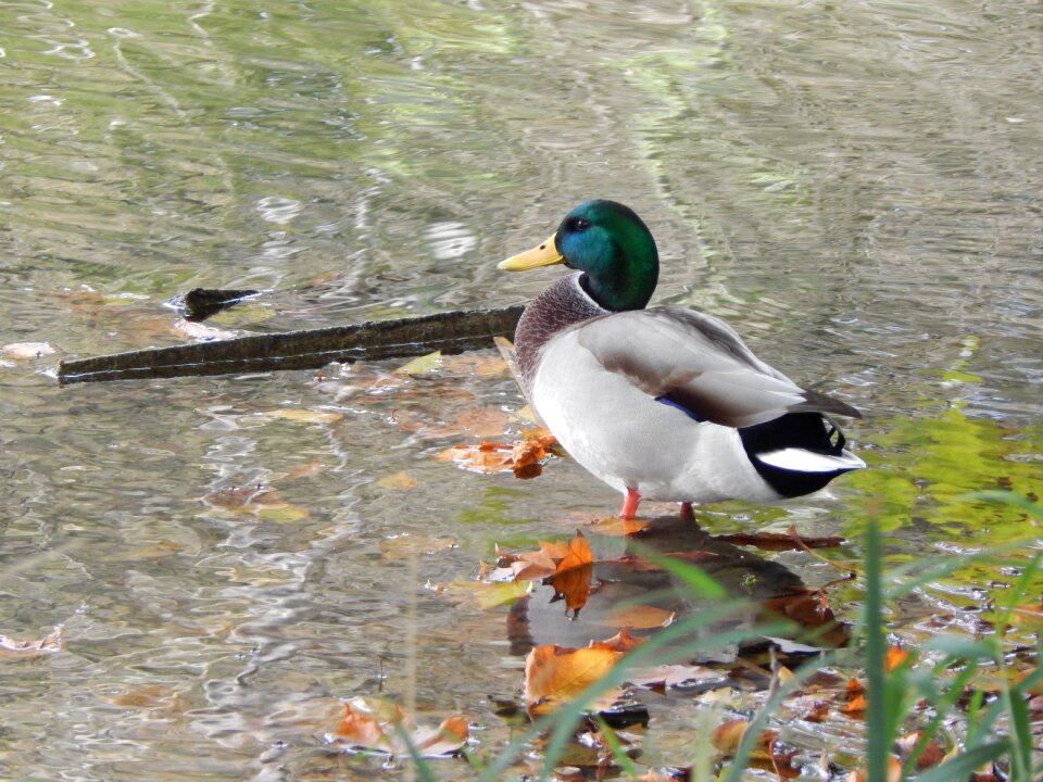 Ducks pond water