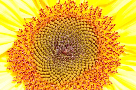 Nature plant blossom