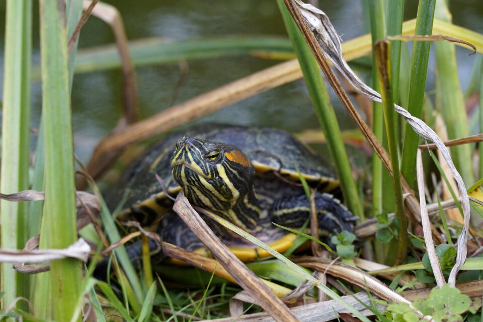At the pond on the water hidden