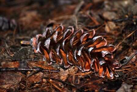 Cone forest avar