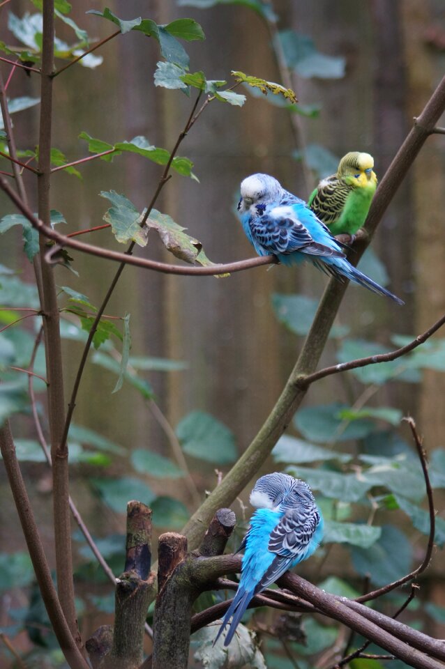 Animal world parakeets pets