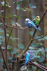 Animal world parakeets pets