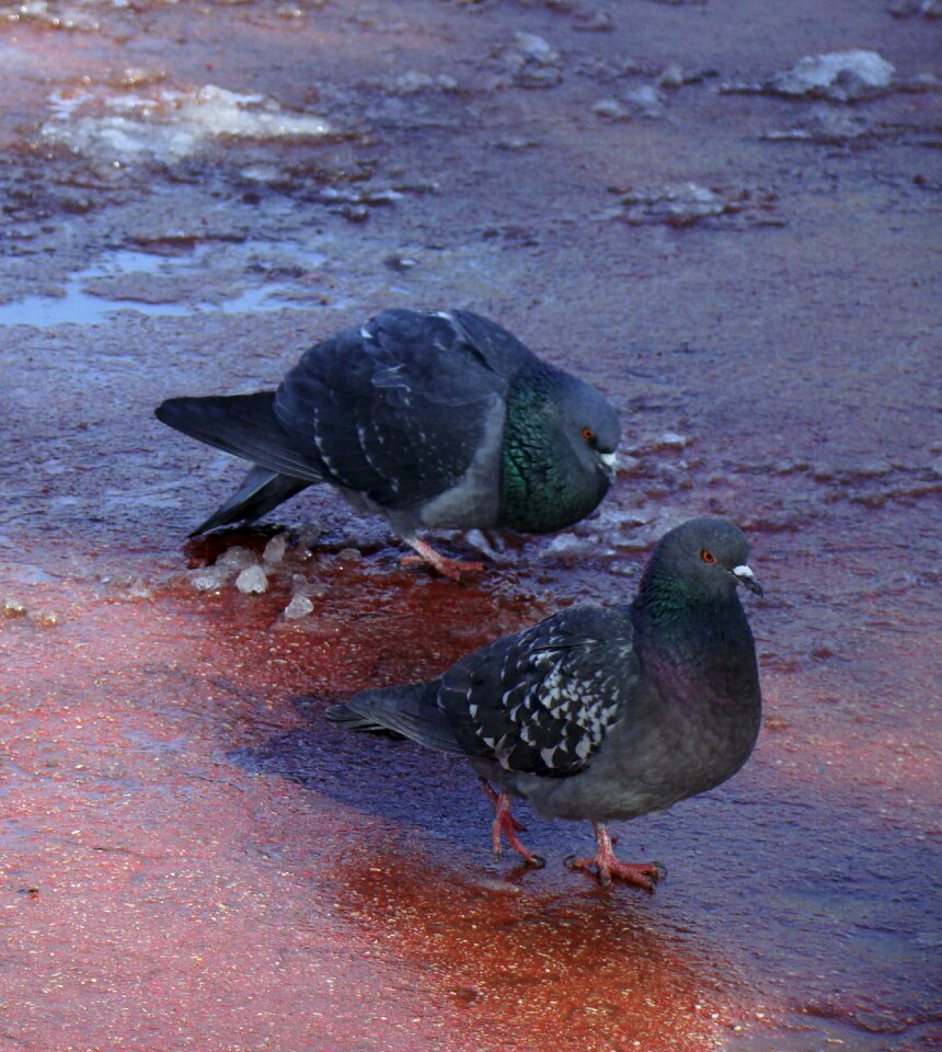 Feathered race spring the courtship