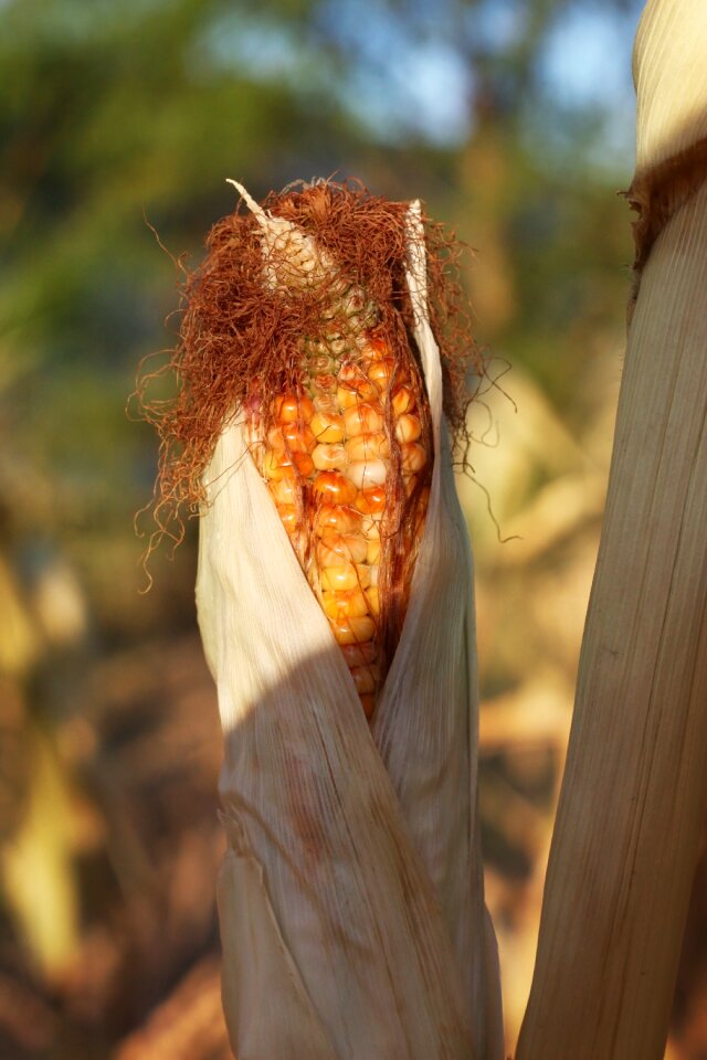 Autumn farm crop
