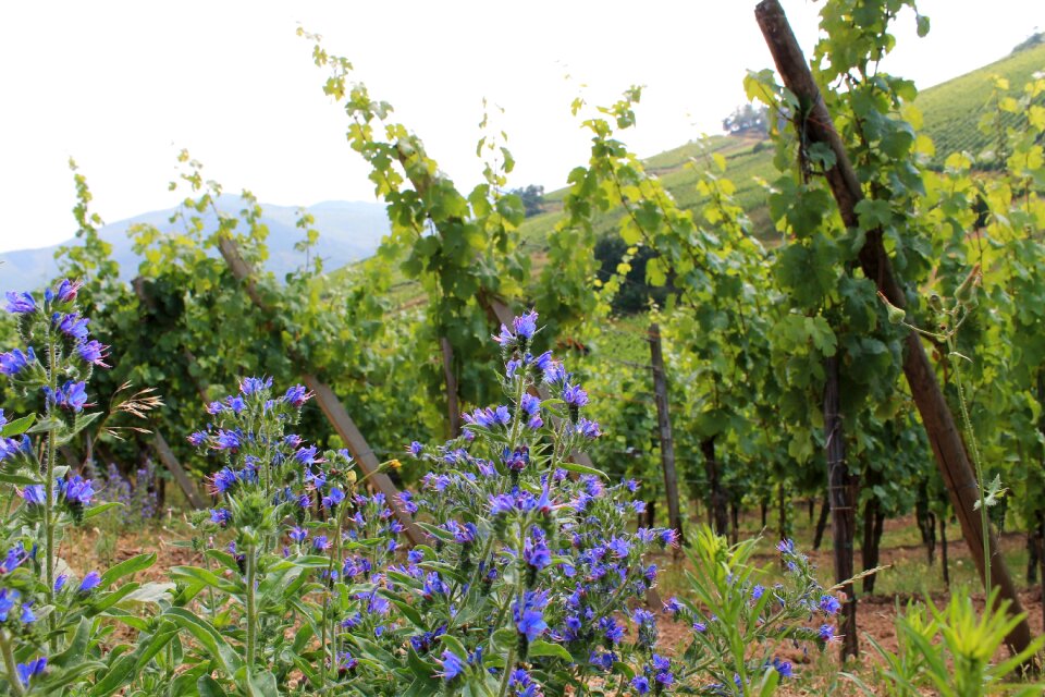 France green violet