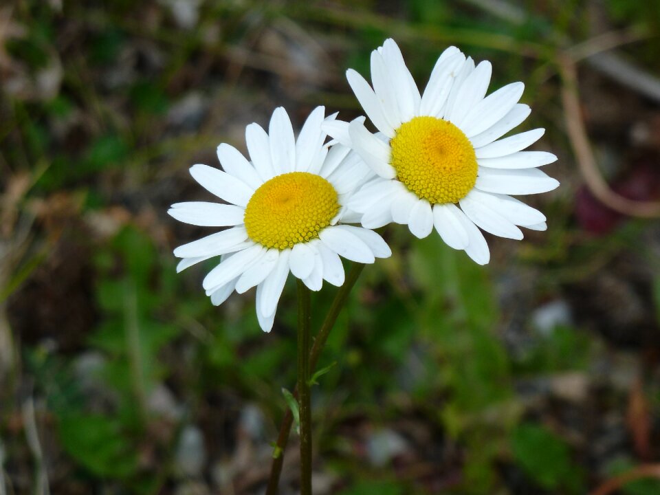 Beautiful white yellow