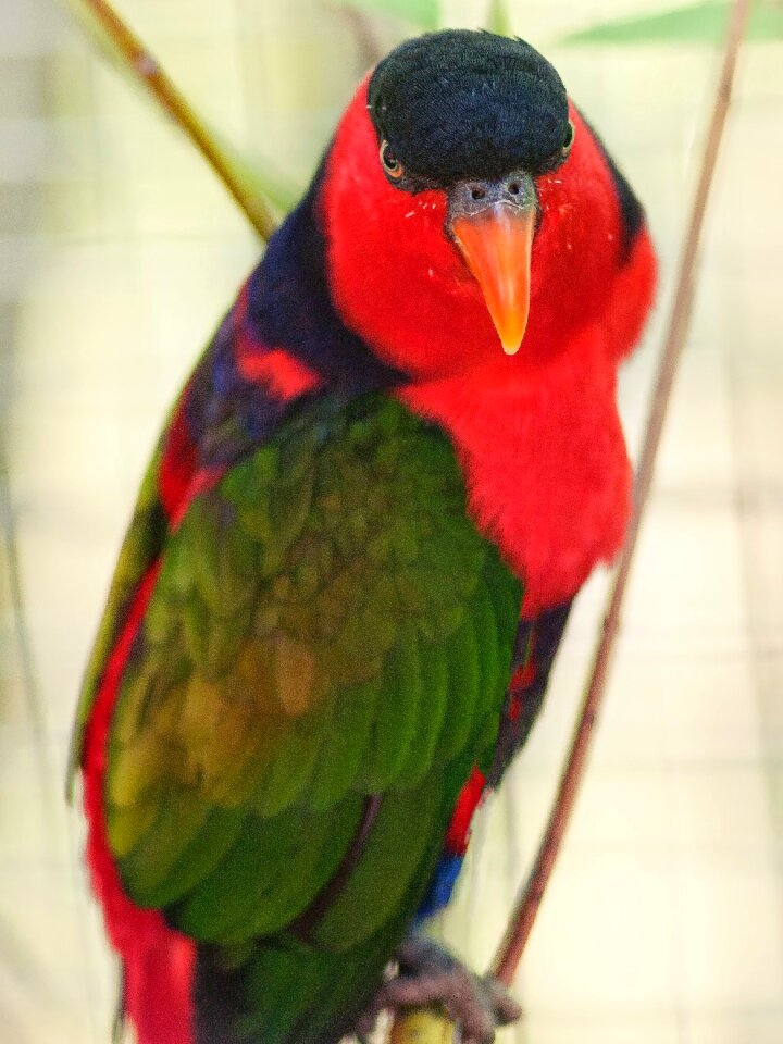 Red green black