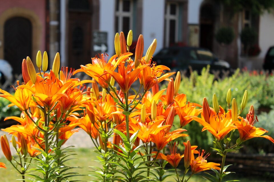 Orange green summer