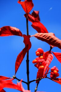 Leaves red color