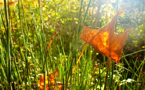 Sunlight green autumn