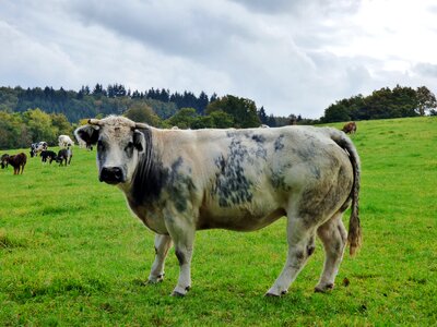 Pasture mammal grass