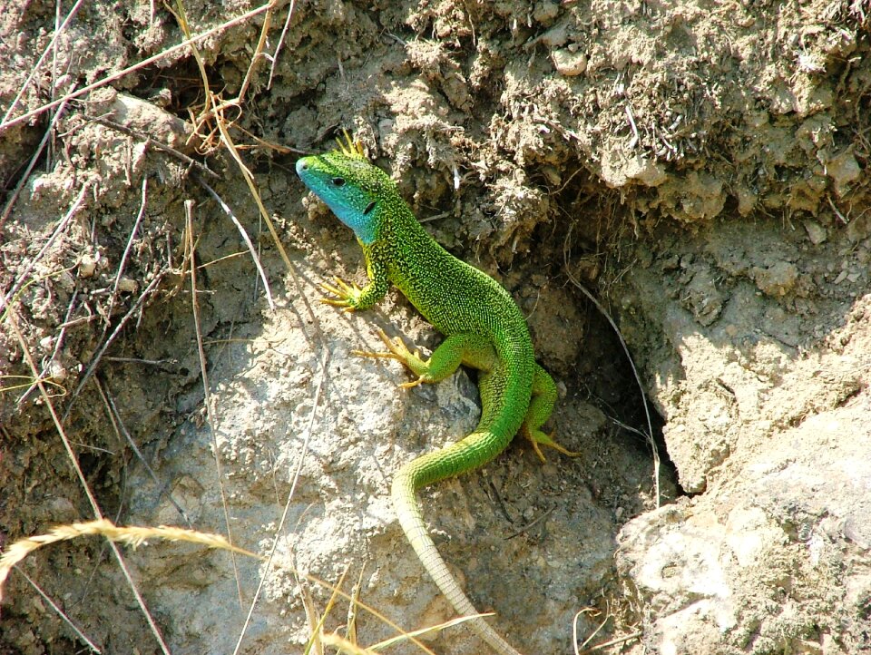 Reptile nature zemplén hills