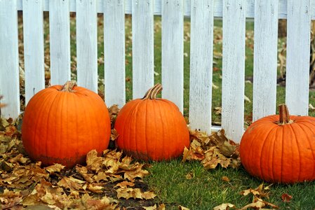 Halloween decoration festive