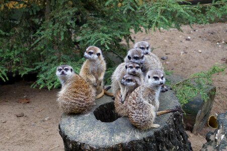 Animals curious sit