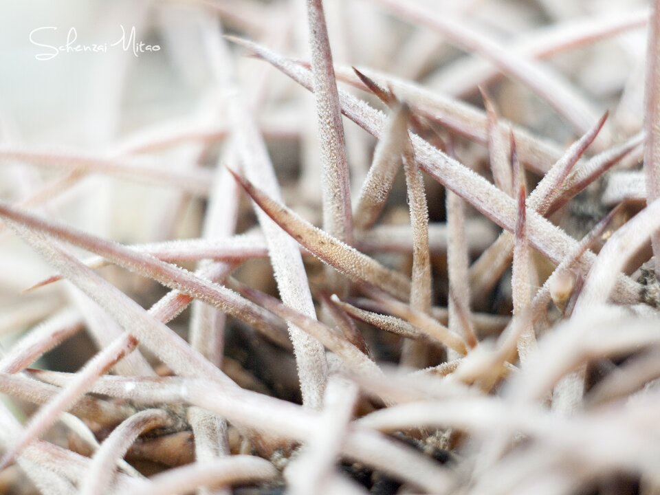 Morning detail spines