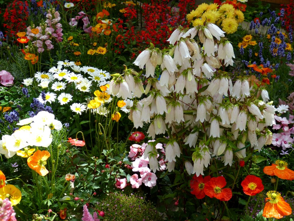Summer flowers garden park