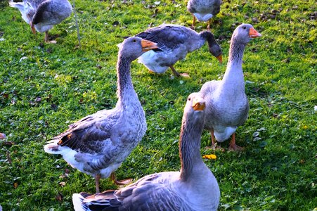 Animal autumn goose meadow