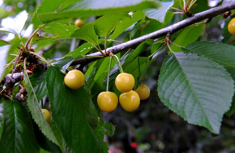 Cherry fruit garden