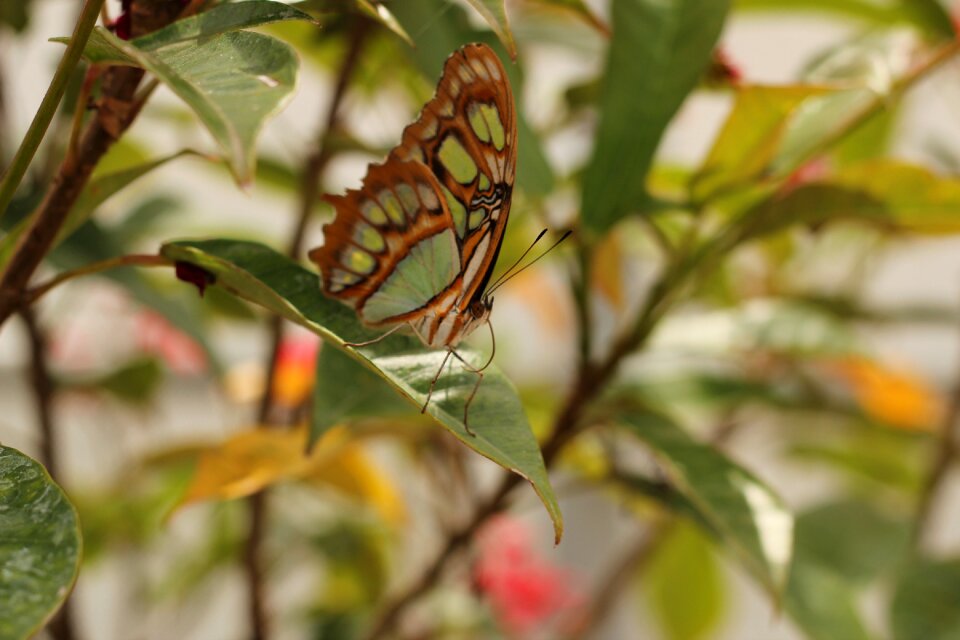 Leaf insect