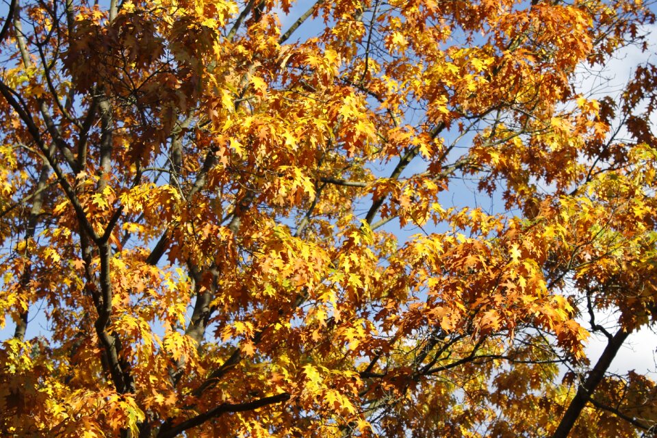 Autumn october season